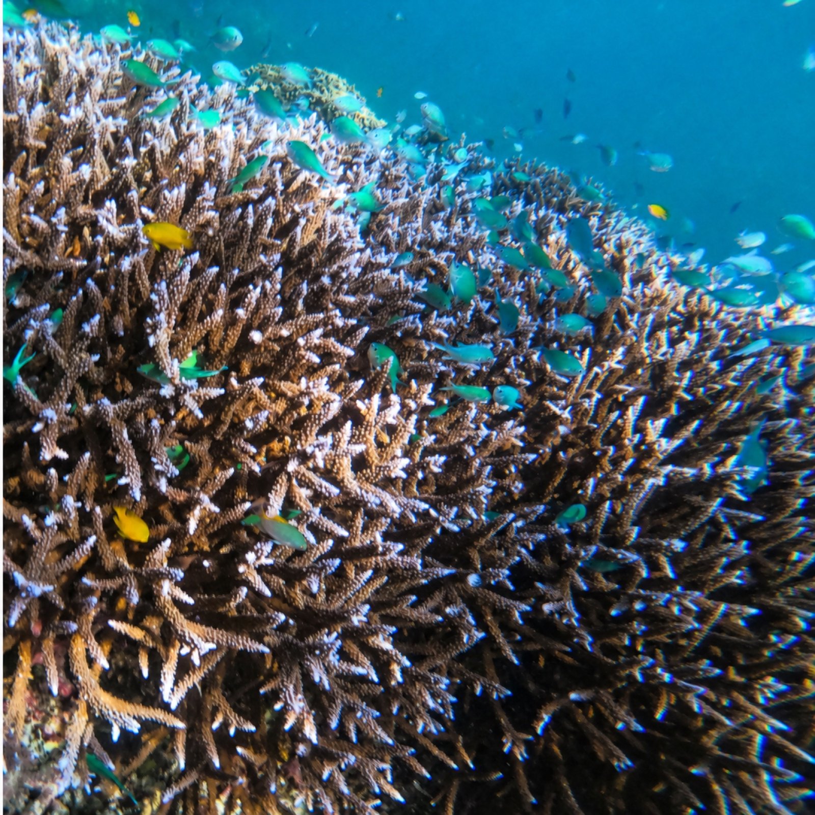 Colourful coral reef in the Surin Islands