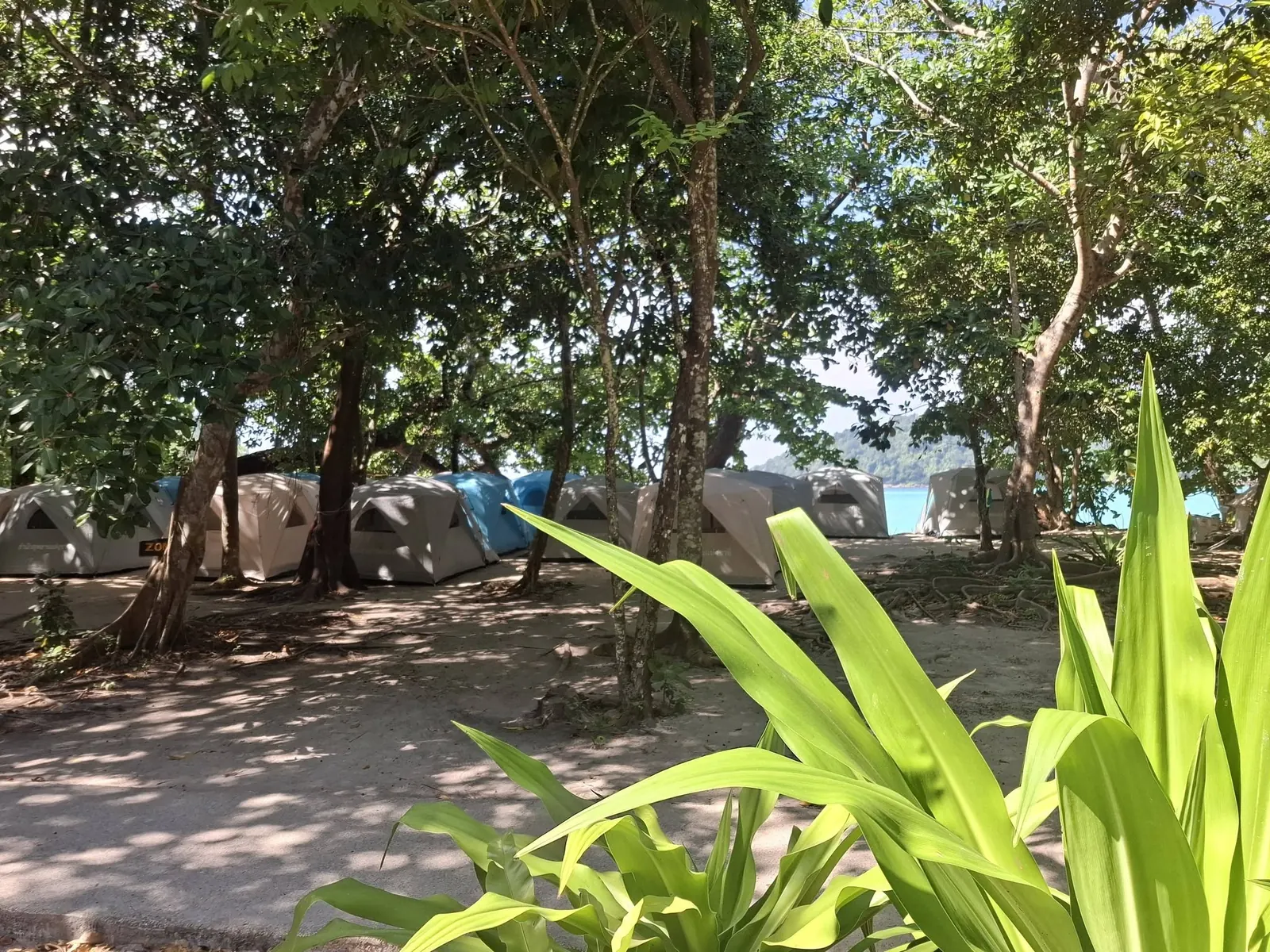 Rows of regular tents among tropical greenery