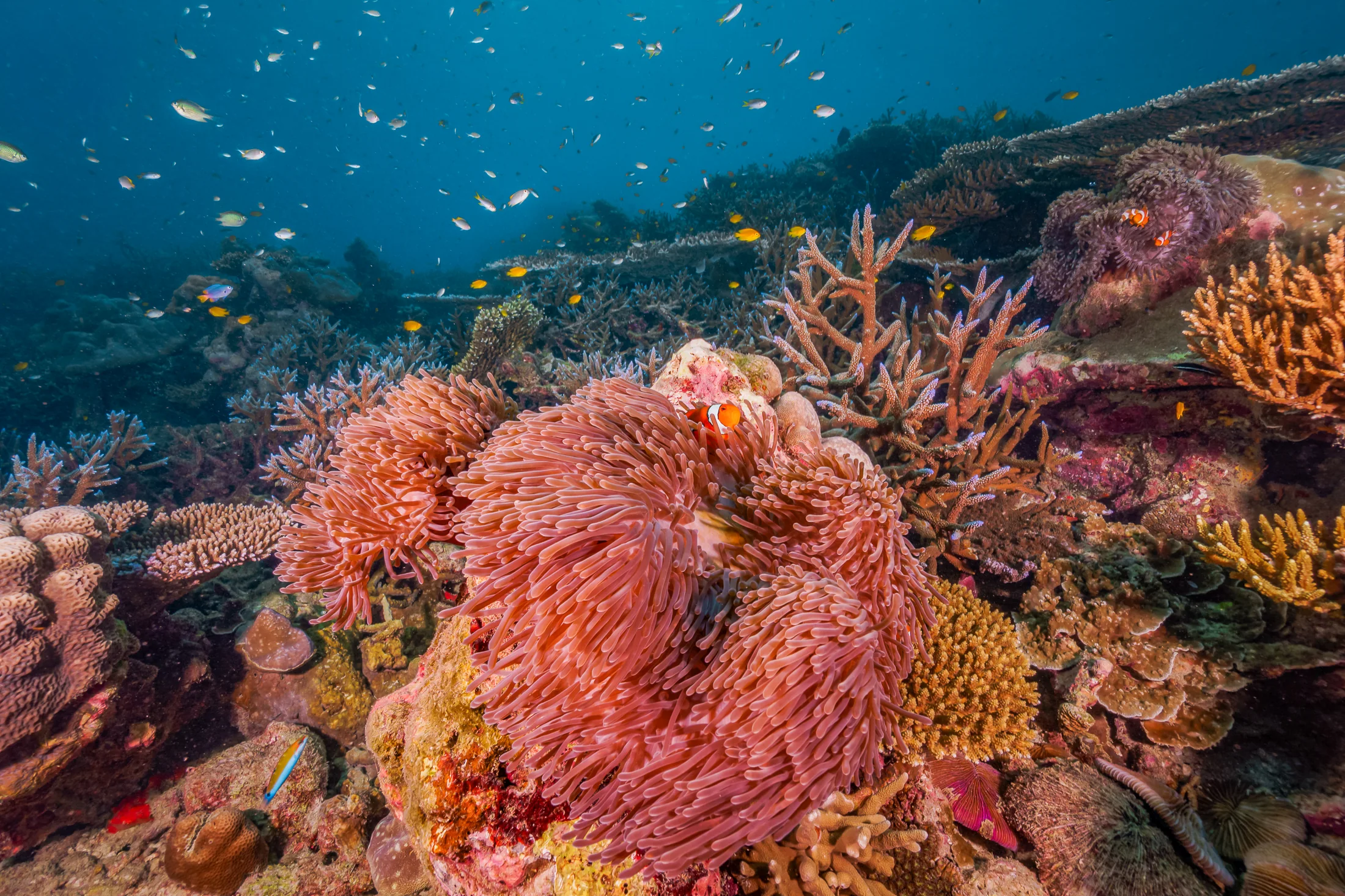 Soft coral garden in the clear waters of the Surin Islands